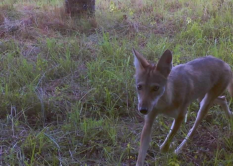 Coyote