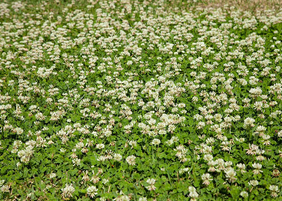 White Clover