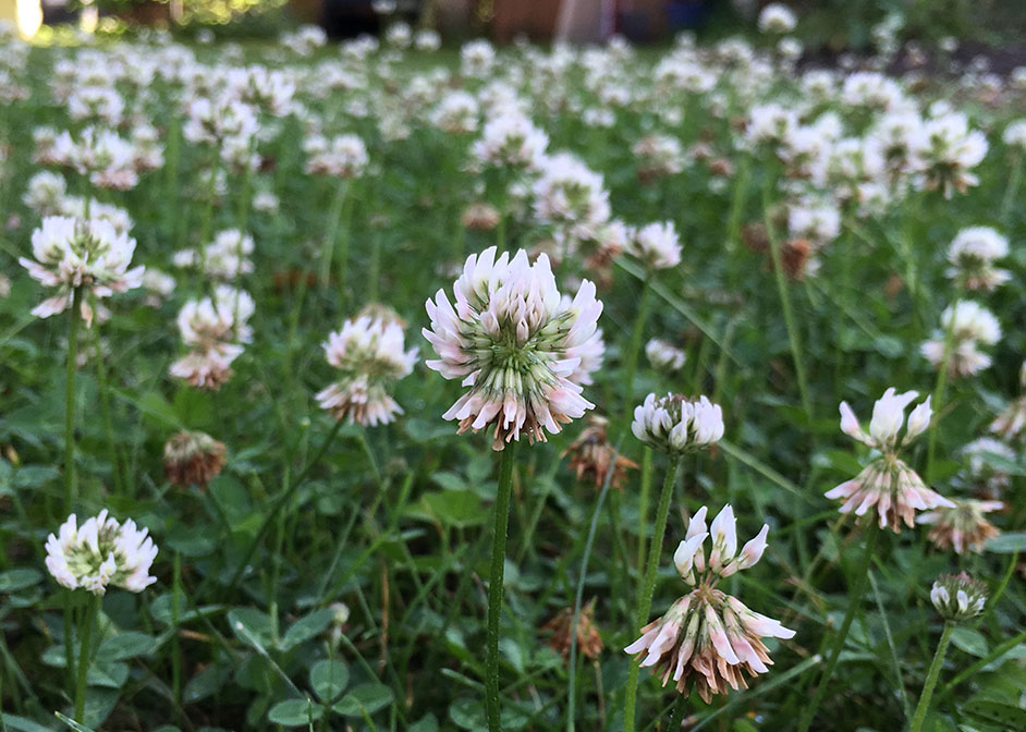 White Clover