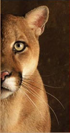 Placeholder portrait of a cougar looking straight ahead.
