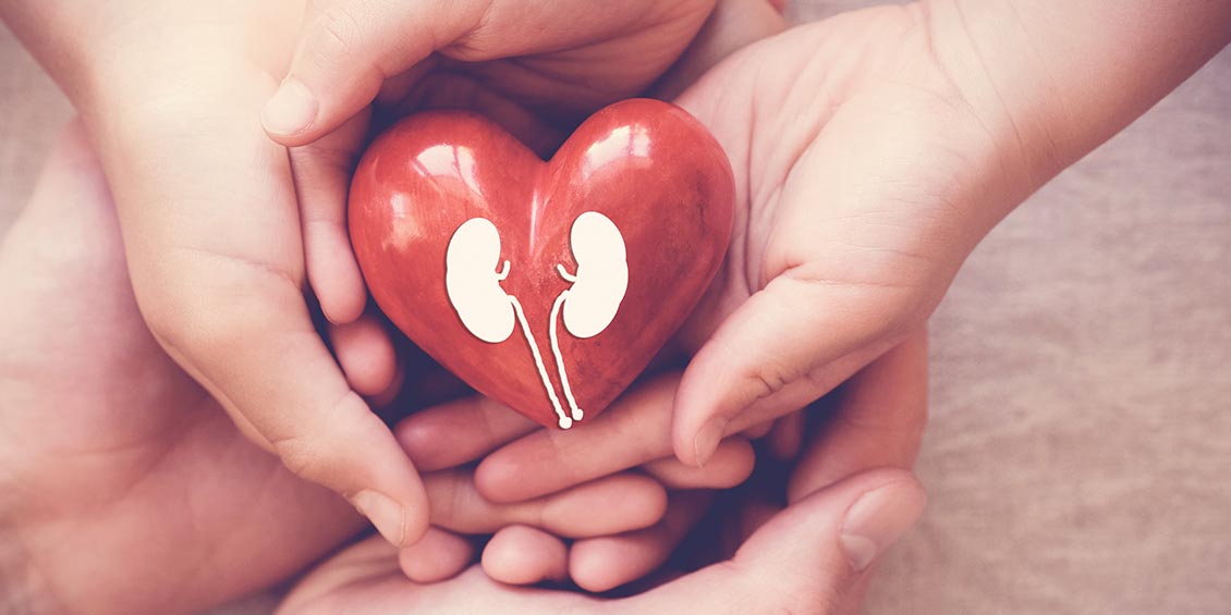 photo of hands holding heart shape with kidneys