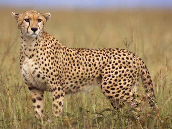 African Cheetah