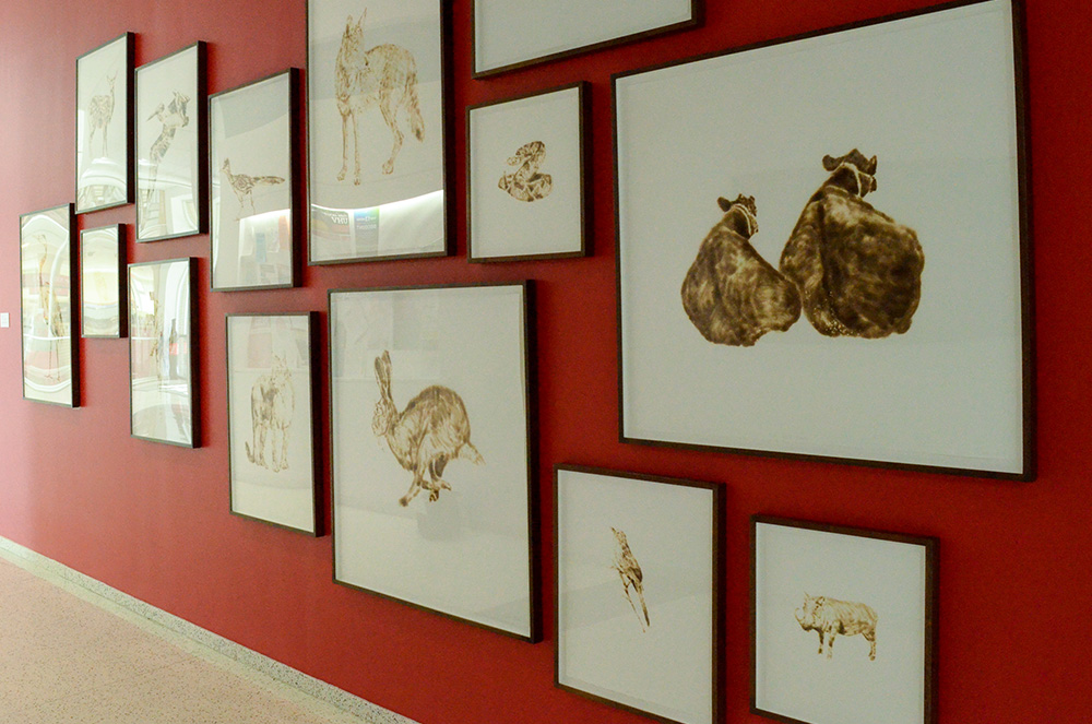 A collection of framed individual brown-colored drawings on white paper hung on a red wall featuring a coyote, a rabbit, a rattle snake, a pair of cows, a mocking bird, a wart hog and other animals