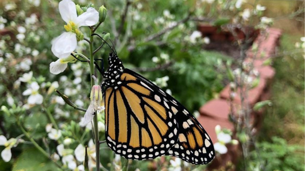 Ecology Bioblitz