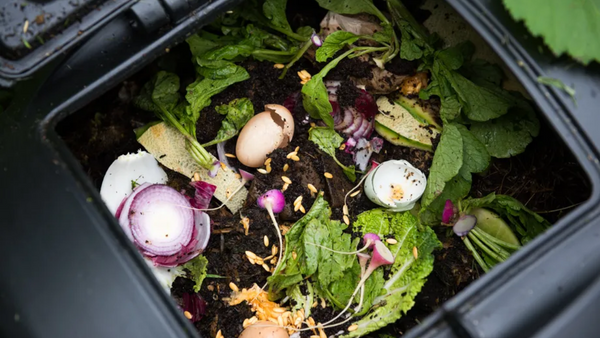 Food Waste Audit