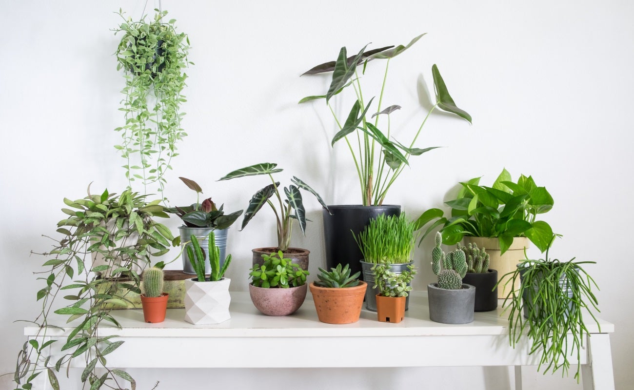 Plant Swap at the Student Center